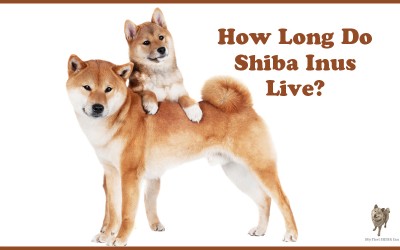 Shiba Inu Lifespan – How Long Do Shiba Inus Live?