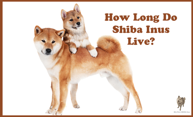 shiba inu life span