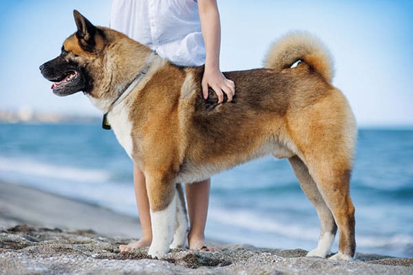 Large American Akita Inu