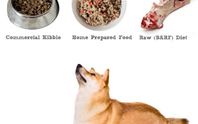 Best Dog Food For Shiba Inus