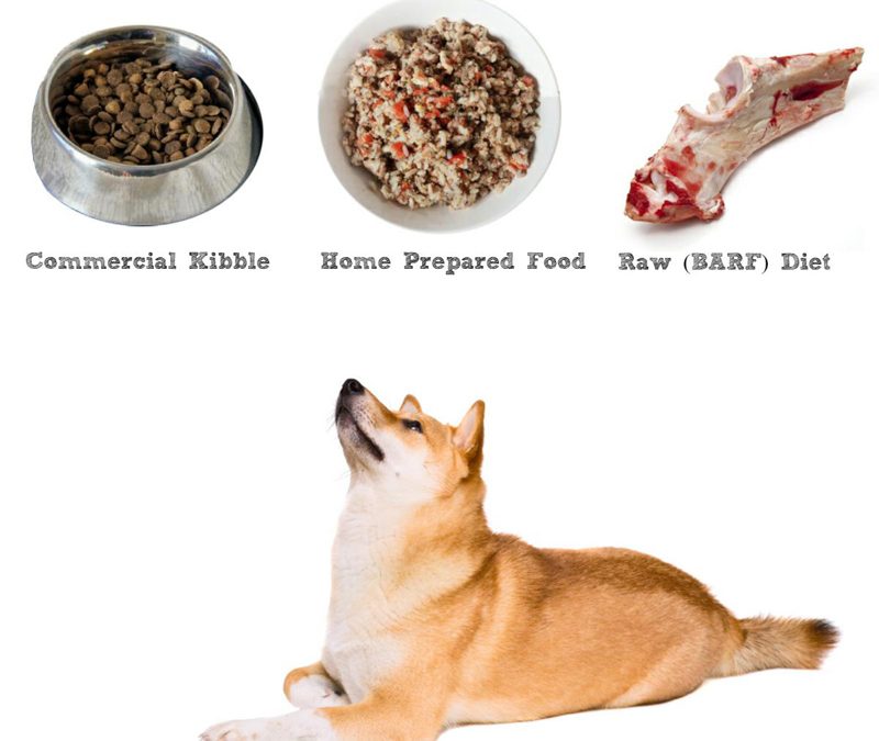 Shiba Inu Feeding Chart A Visual Reference Of Charts Chart Master