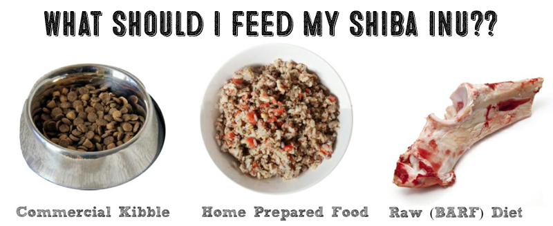 best dog food for shiba puppy