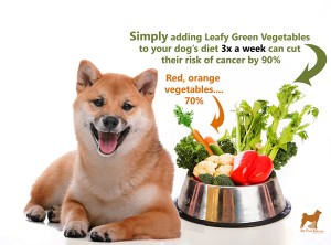 Shiba inu 2025 food allergies