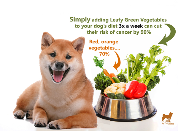 Best Dog Food For Shiba Inus - My First Shiba Inu