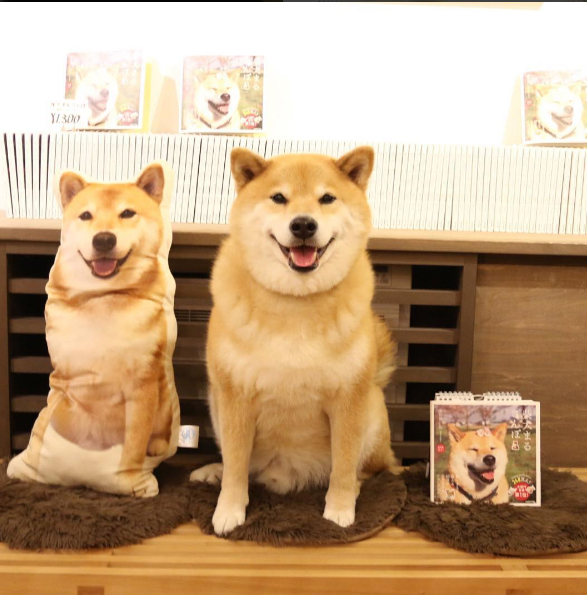https://myfirstshiba.com/wp-content/uploads/2016/05/maru_pillow.jpg