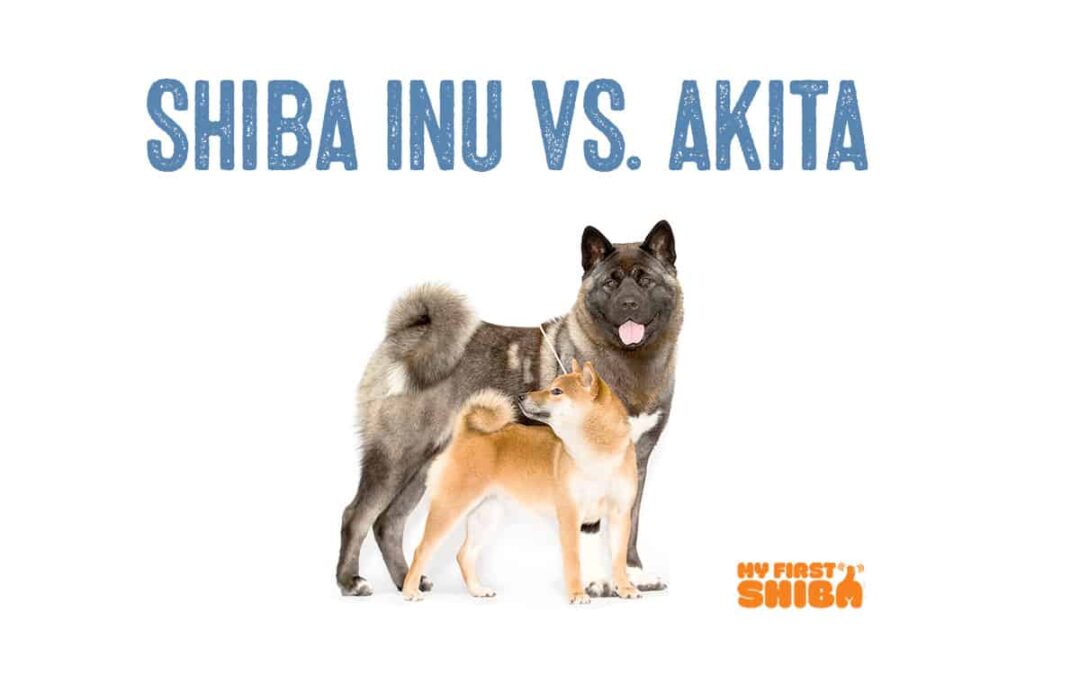Shiba inu Vs Akita