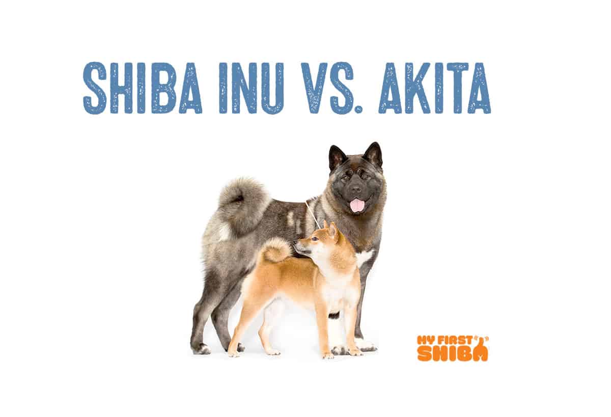 Shiba inu Vs Akita