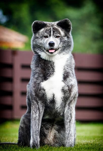 large and impressive akita inu