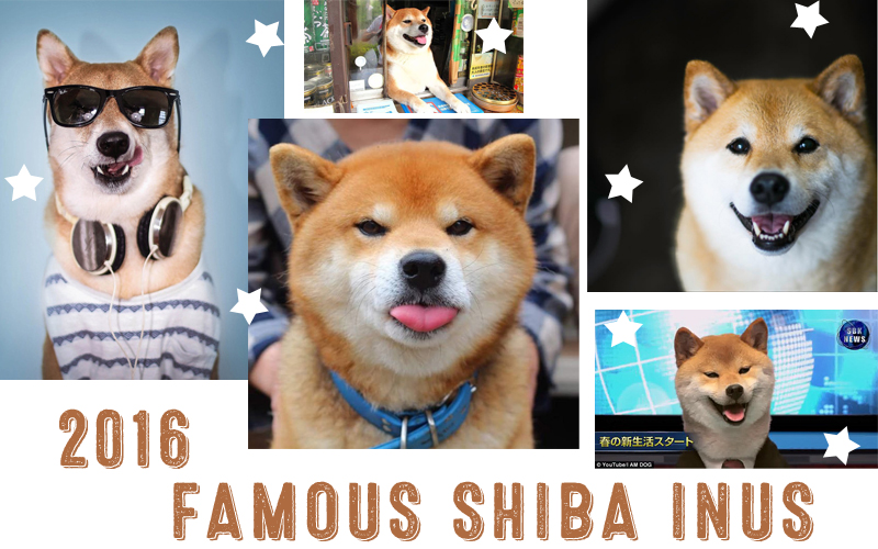 Ten Famous Shiba Inus of 2016 - My 