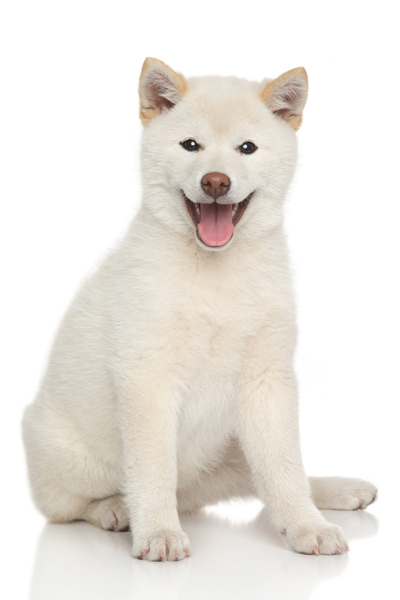 Are Shiba Inu’s Hypoallergenic? - My First Shiba Inu