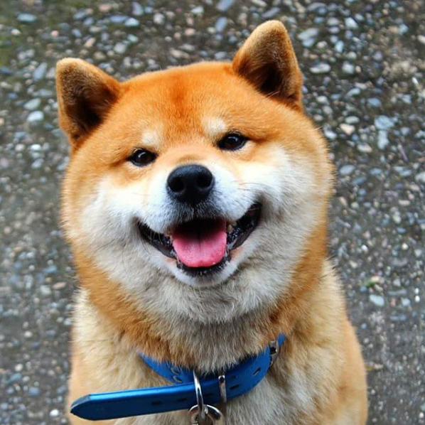 Ten Famous Shiba Inus of 2016 - My First Shiba Inu - 598 x 598 jpeg 259kB