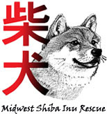 shiba inu shelter midwest shiba inu rescue