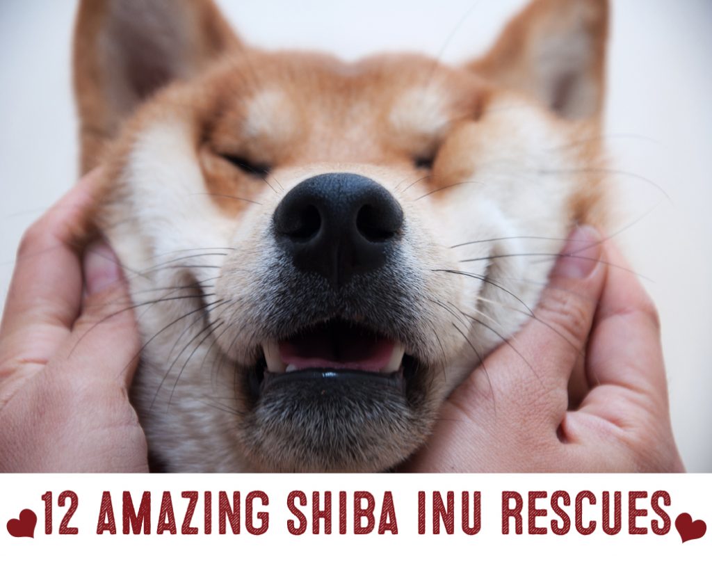 Shiba Inu Rescue Organizations - My First Shiba Inu
