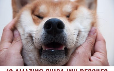 12 Amazing Shiba Inu Rescues