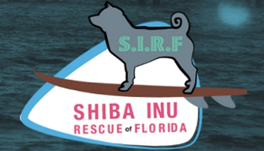shiba inu rescue of florida