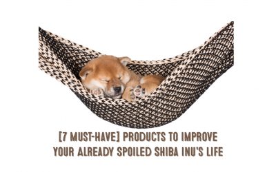 [7 Must-Have] Products to Improve Your Already Spoiled Shiba Inu’s Life