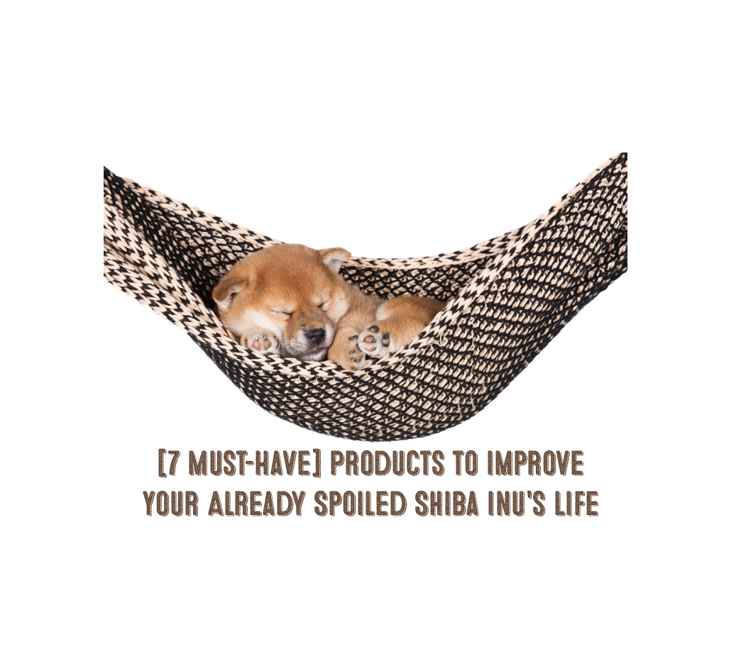 7 Must Have Products To Improve Your Already Spoiled Shiba