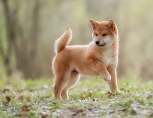 Black Shiba Inu Husky Mix