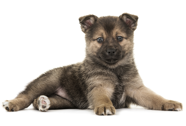 Shiba Inu Husky Mix White