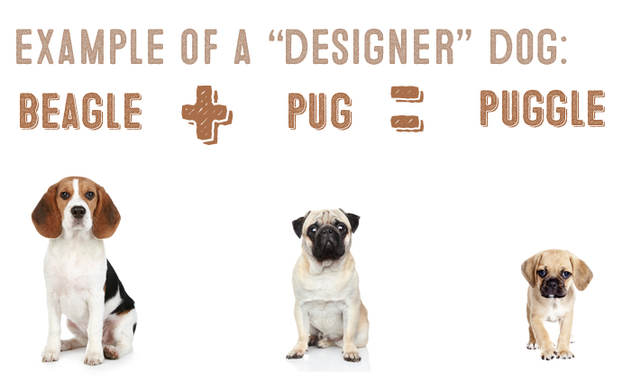 what is a designer dog