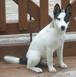 shiba inu husky mix husky inu