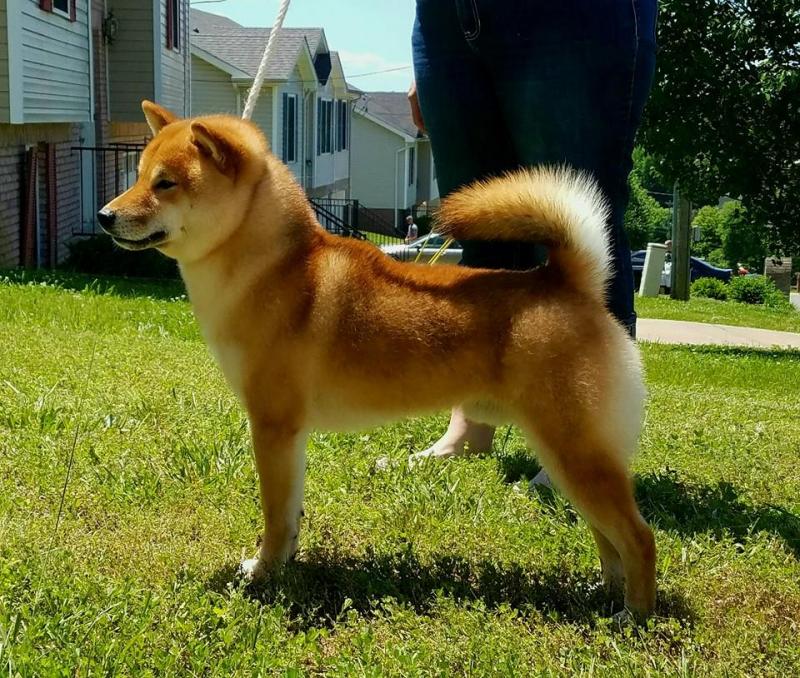 Shiba Inu Breeders South East South Central My First