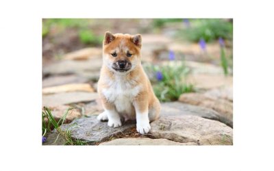 What is a Husky Inu? Shiba Inu Husky Mix