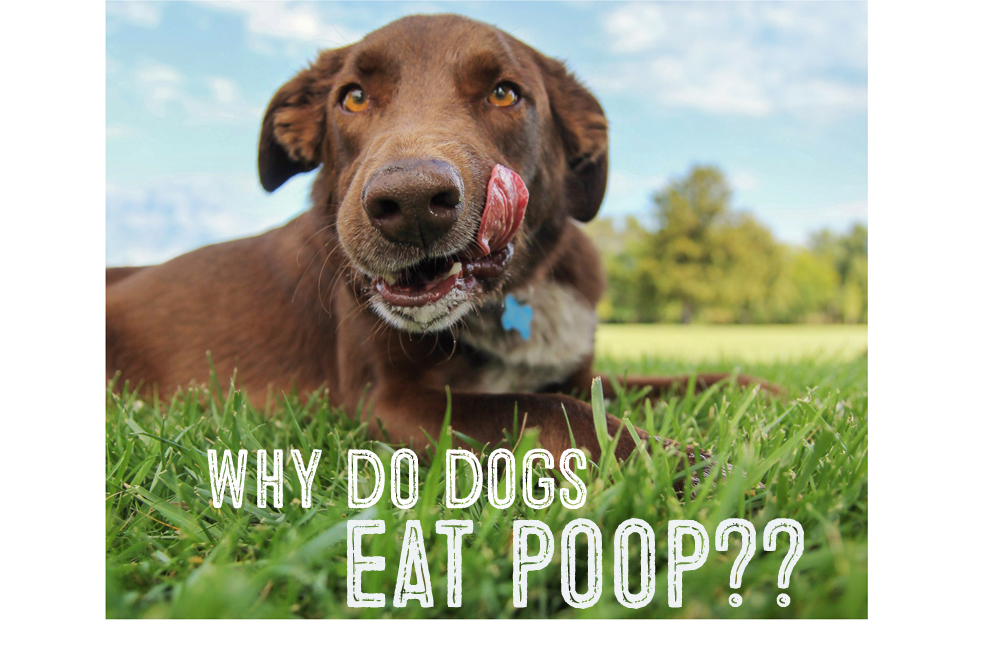 dog eating other dogs poop