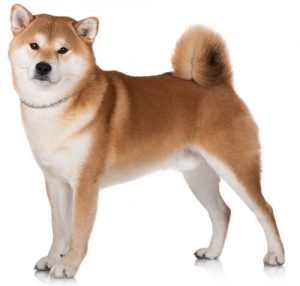 nice looking shiba inu dog