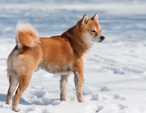 shiba inu dog in snow