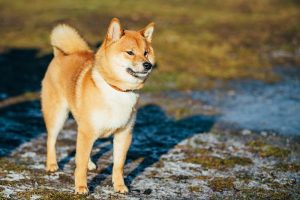 beautiful shiba inu tail