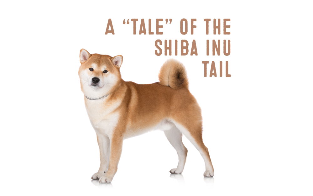 shiba inu tail