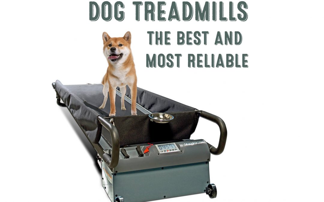 Best Dog Treadmills – Reviews of The Most Reliable Dog Treadmills