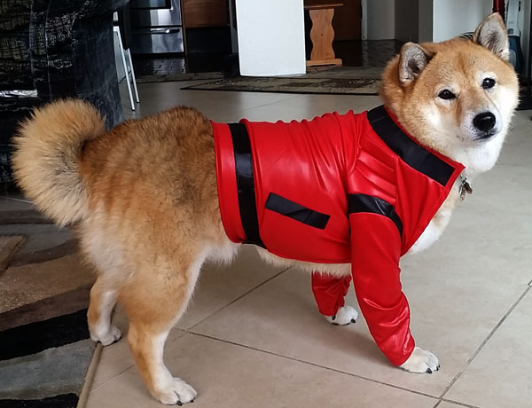 shiba inu dog in costume