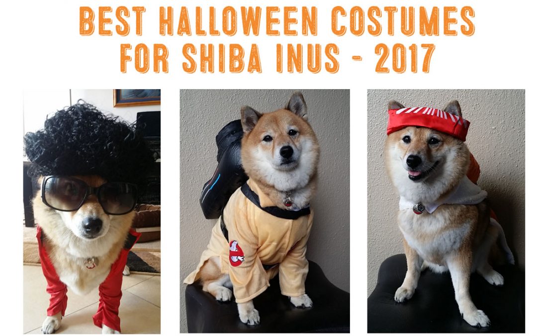 Best Shiba Inu Costumes