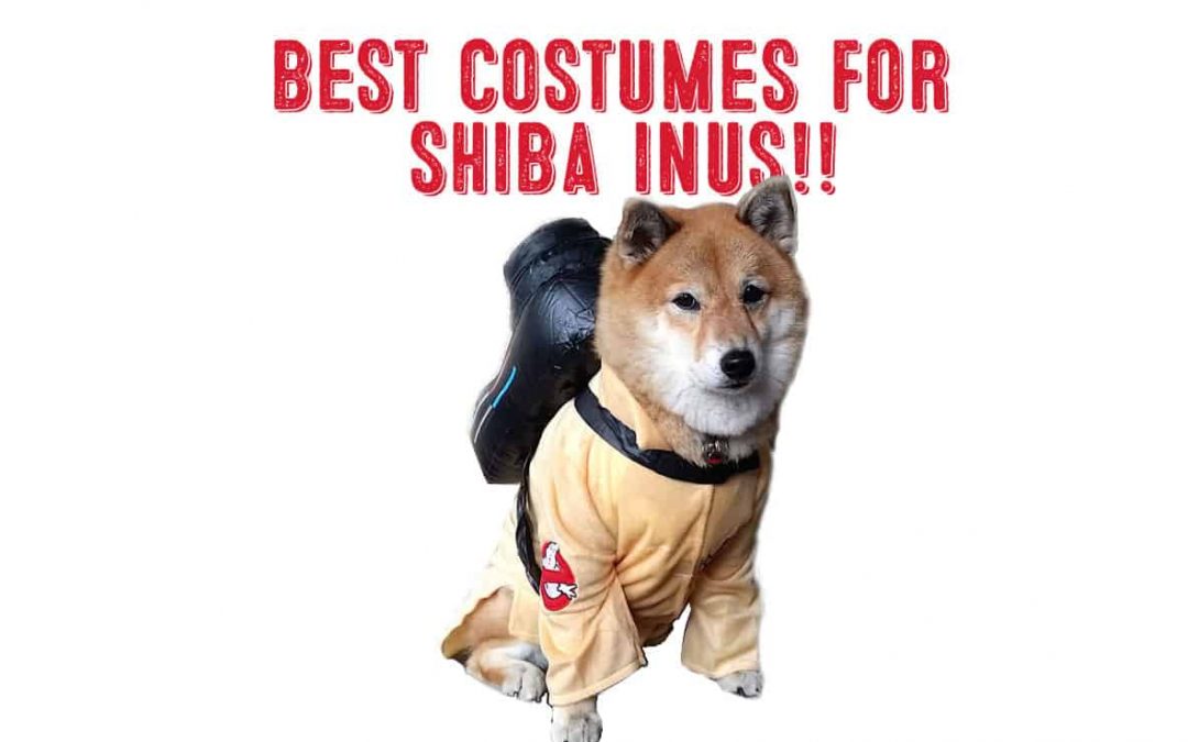 best costumes for shiba inus