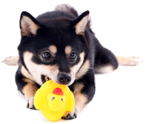 black and tan shiba inu playing with a rubber duckie