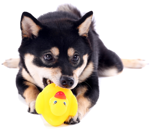 black and tan shiba inu playing with a rubber duckie