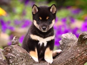 shiba black puppy