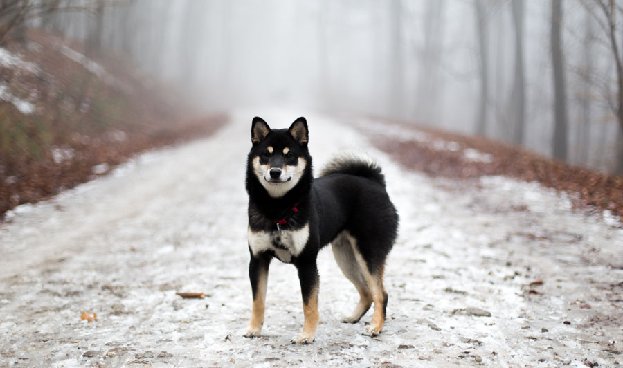 shiba black and white