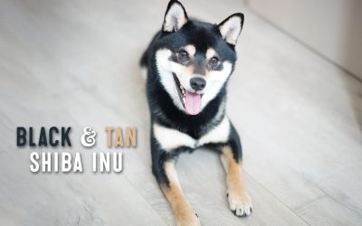Black And Tan Shiba Inu Facts And Information