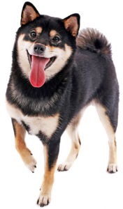 happy black and tan shiba inu