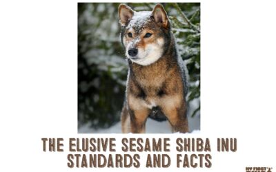 The Sesame Shiba Inu