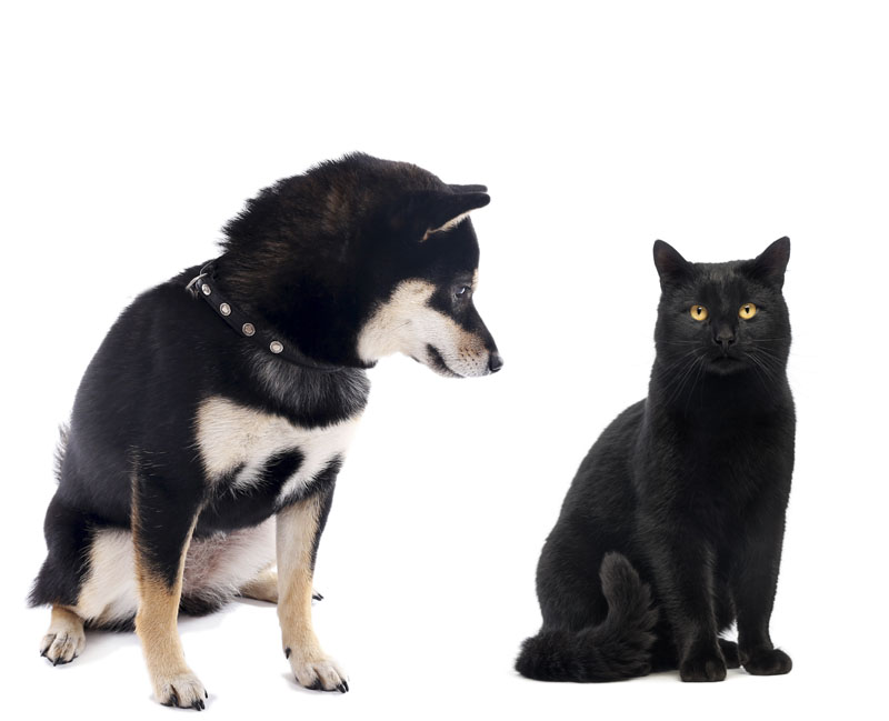 cat and black and tan shiba inu
