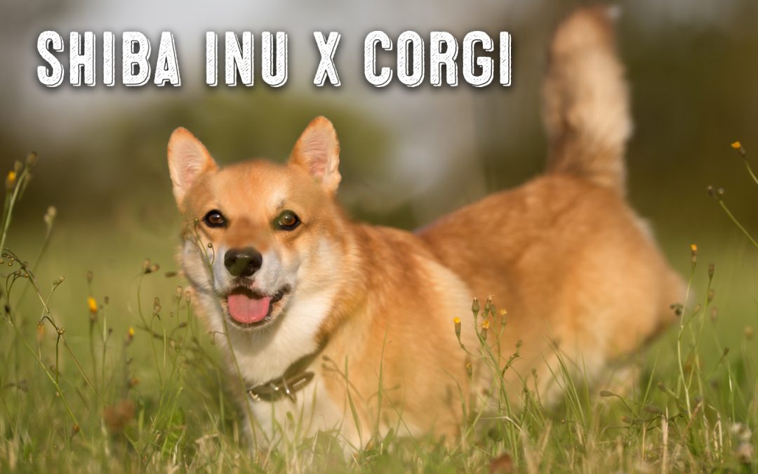 The Shiba Inu Corgi Mix My First Shiba Inu