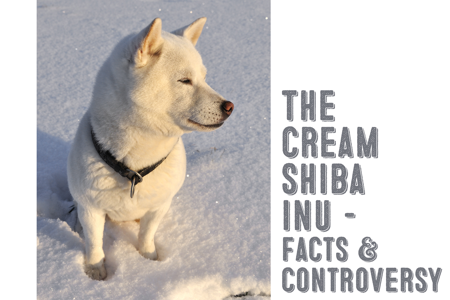 Shiba Inu Colors Cream