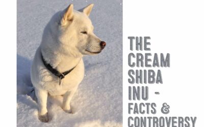 The Cream Shiba Inu – The Facts and The Controversy