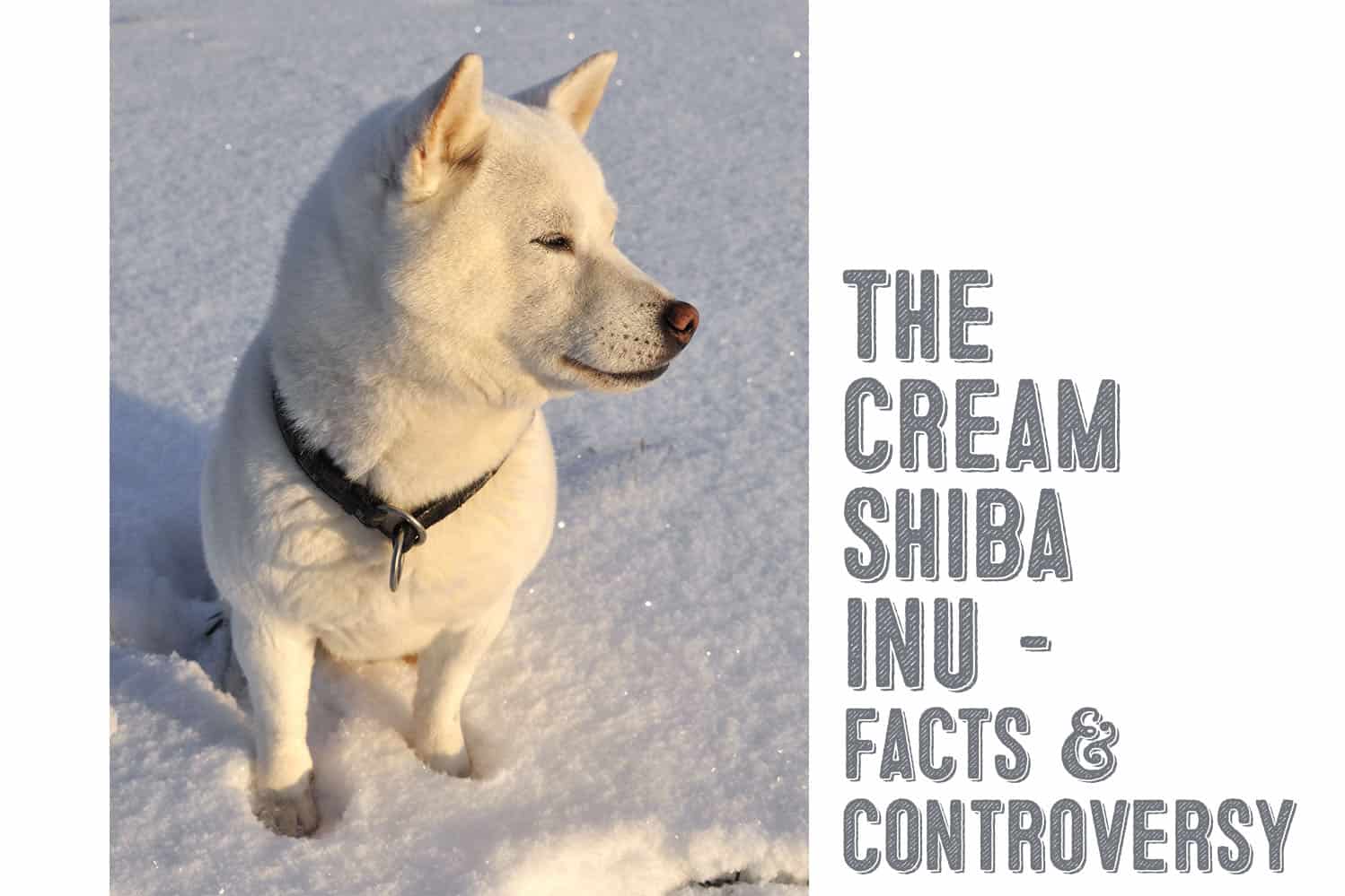 cream shiba inu