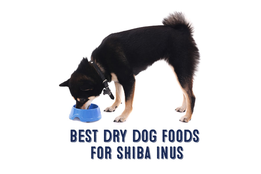 best dry dog food shiba inu