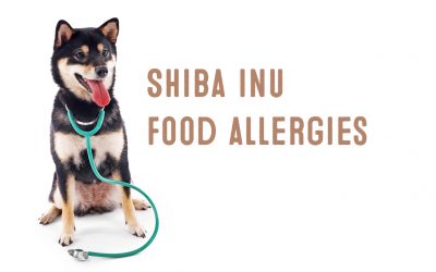 Shiba Inu Food Allergies